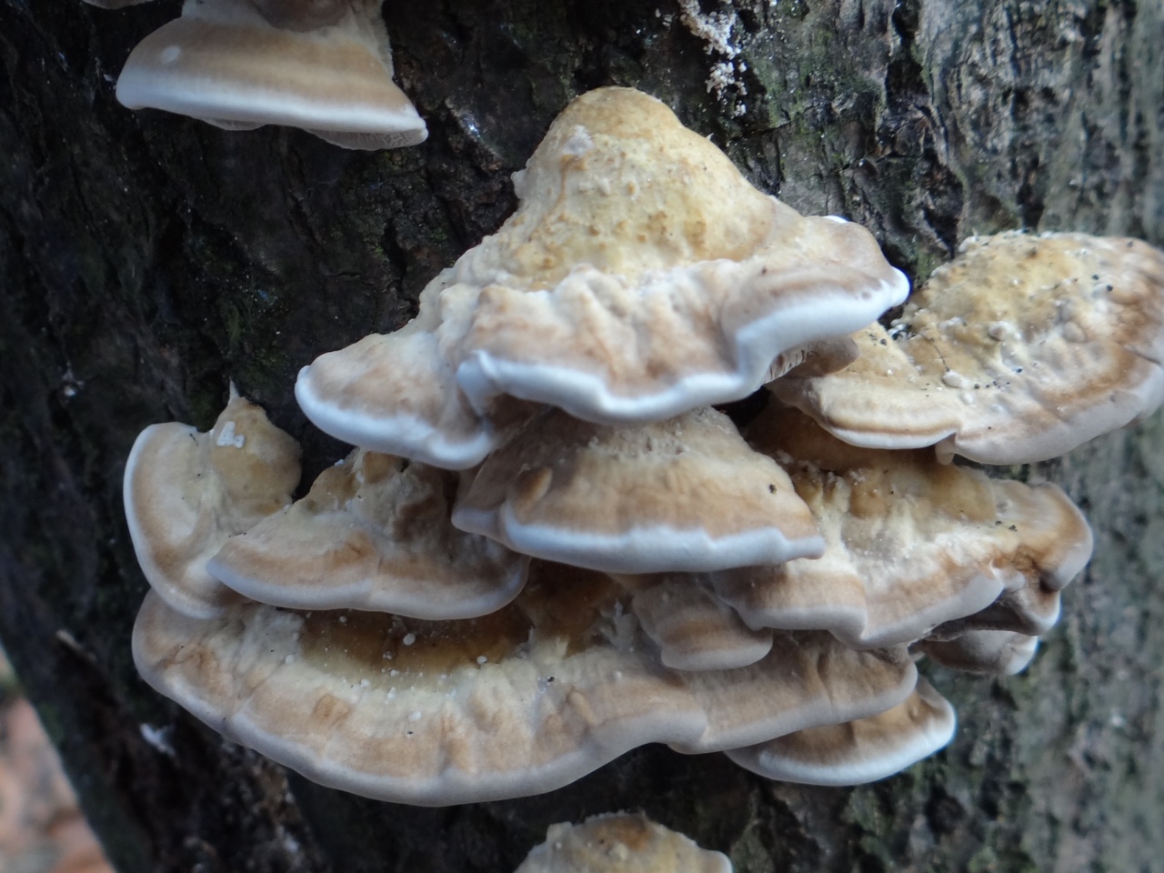 Волгоградская область: грибы съедобные и ядовитые, леса, погода : labuda.blog