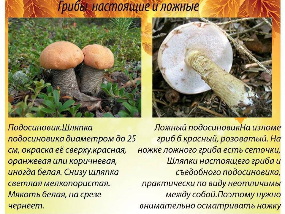 Подосиновик: как выглядит съедобный гриб, его описание и разновидности