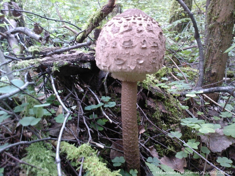 Зонтик конрада (macrolepiota konradii): фото и описание гриба