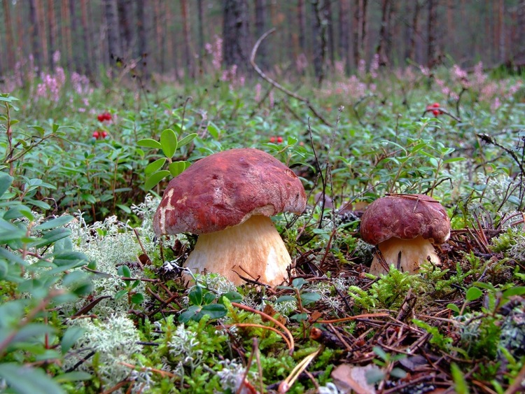 Названия и описание съедобных грибов ленинградской области (+35 фото)