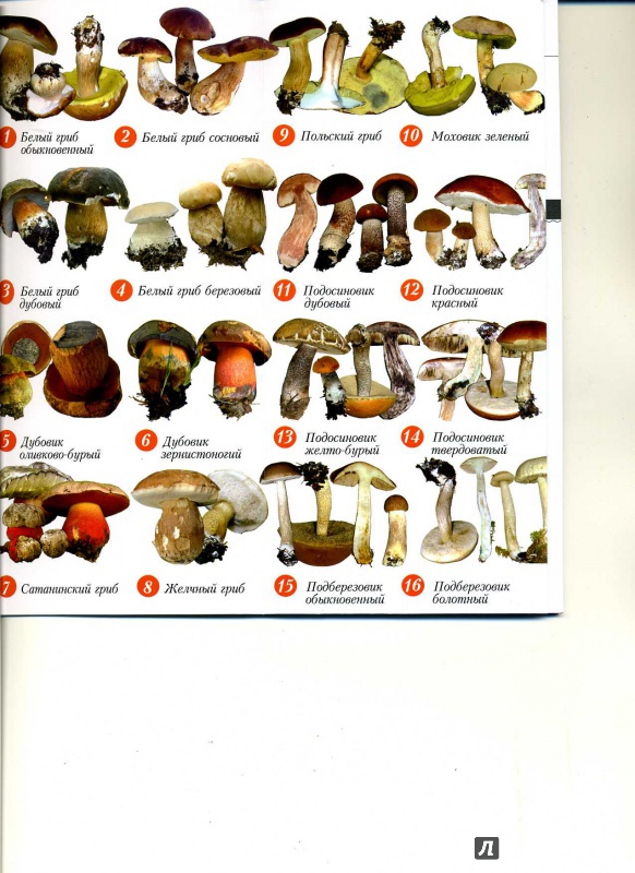 Борщ с грибами: 3 лучших рецепта - грибы собираем