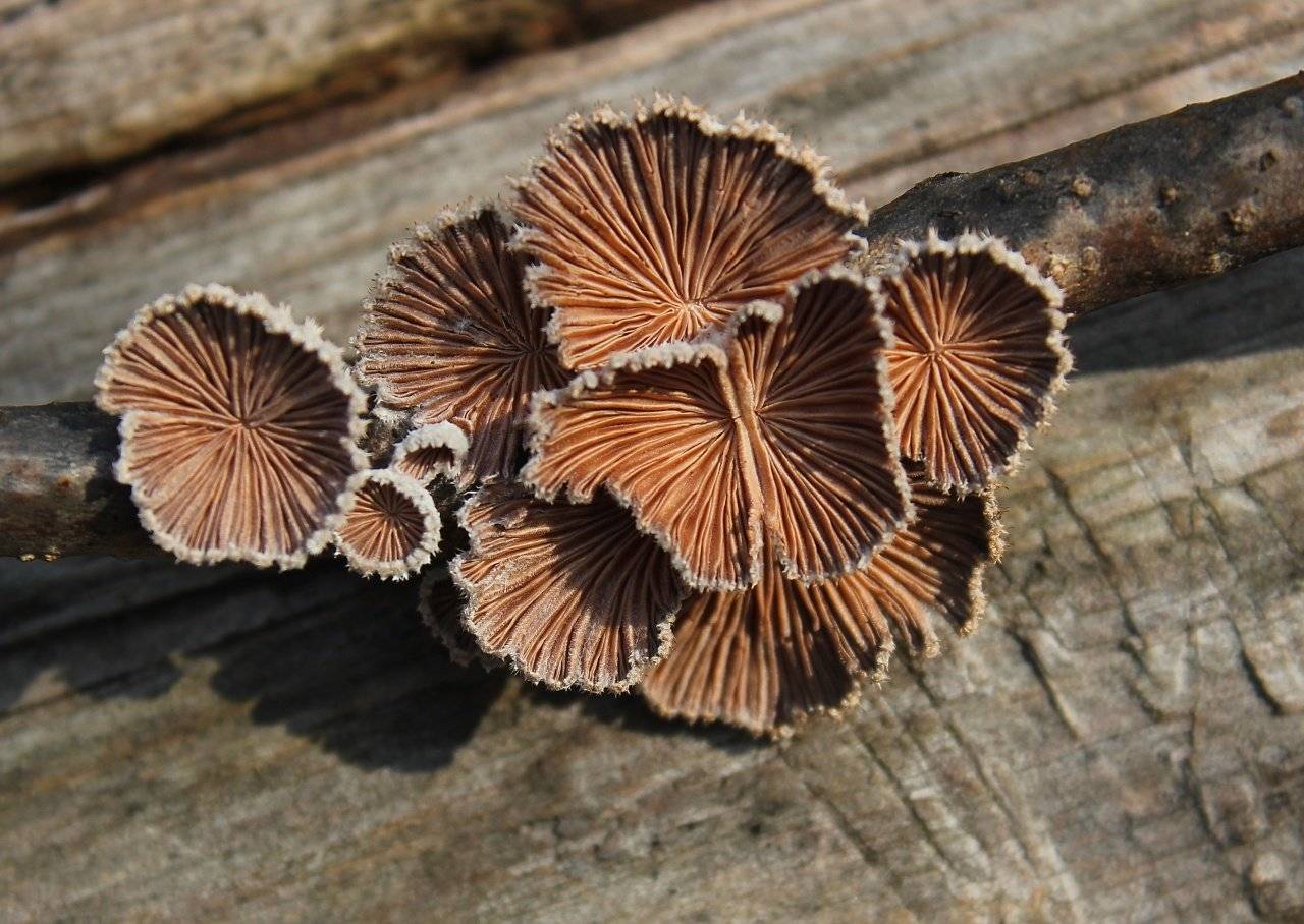 Удивительные грибы | блог барышням