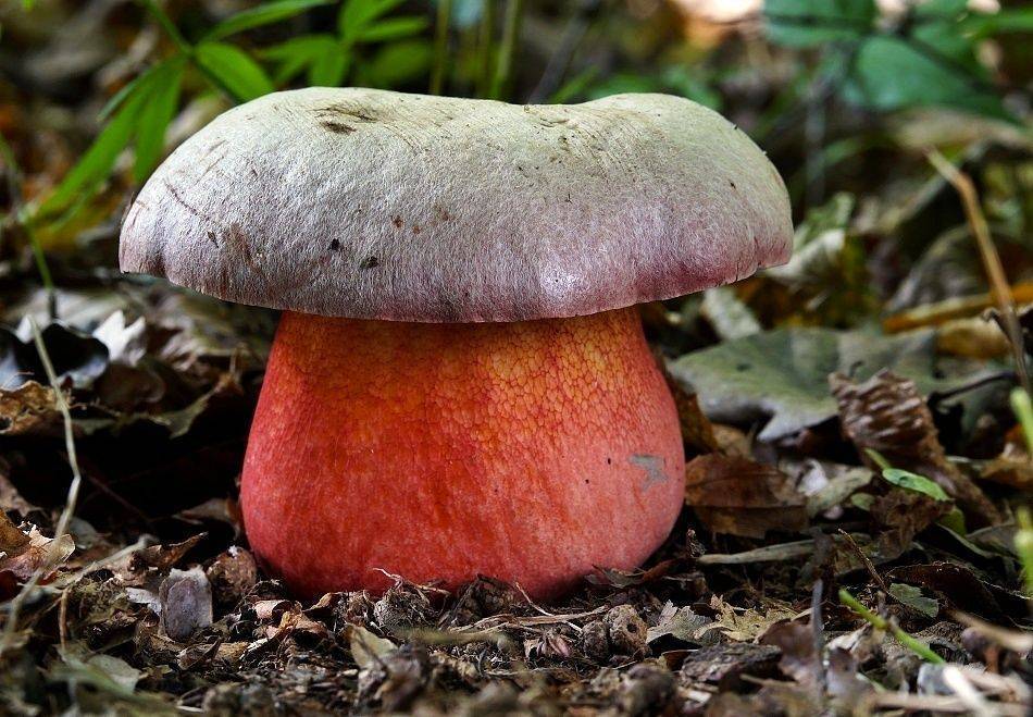 Боровик ле галь - описание гриба и фото