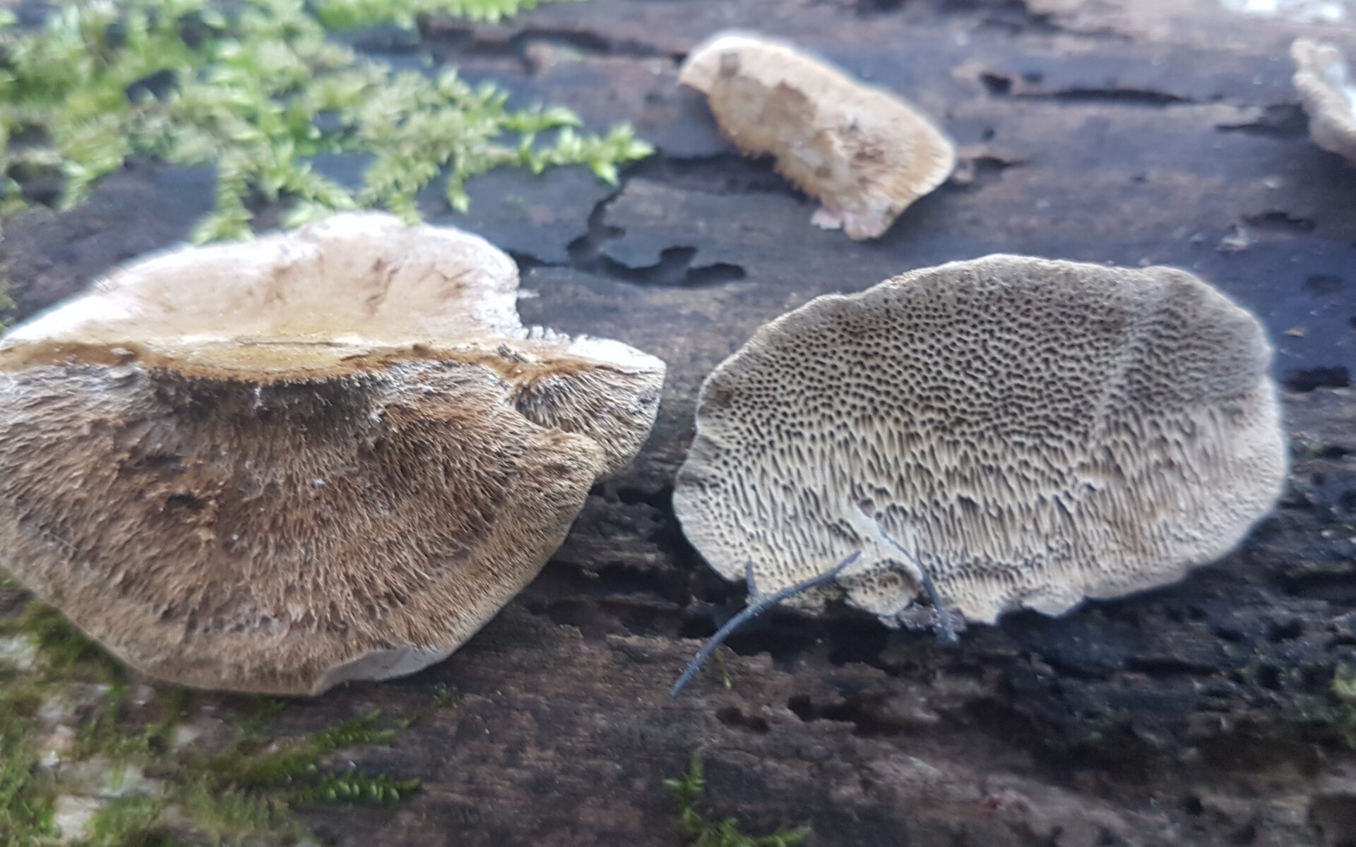 Траметес разноцветный: описание с фото, лечебные свойства гриба