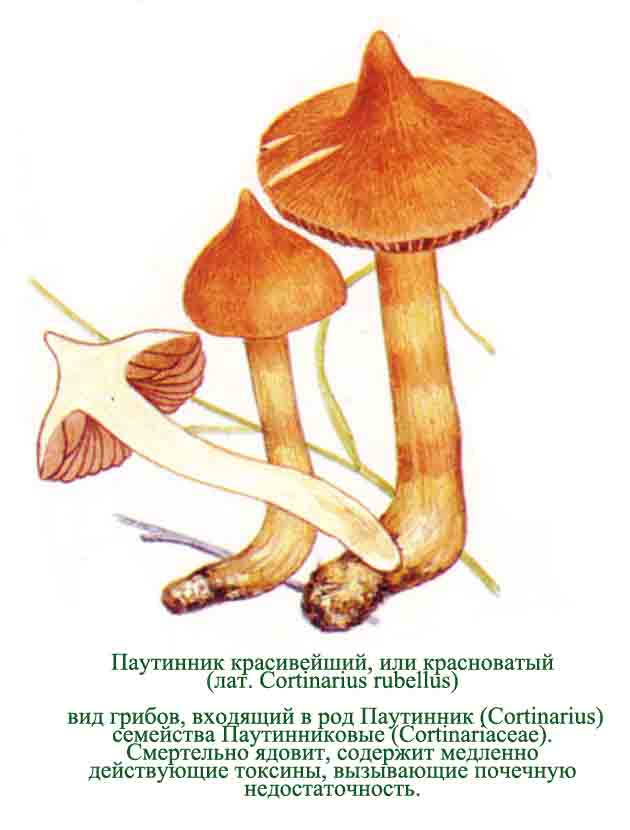 Паутинник съедобный (cortinarius esculentus): описание, где растет, как отличить, фото и сходные виды