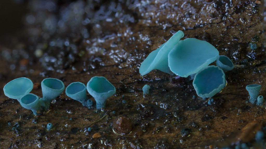 Хлороцибория сине-зеленоватая — описание , где растет, похожие виды, фото