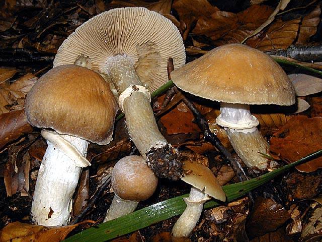 ✅ курочки грибы описание. описание гриба колпак кольчатый