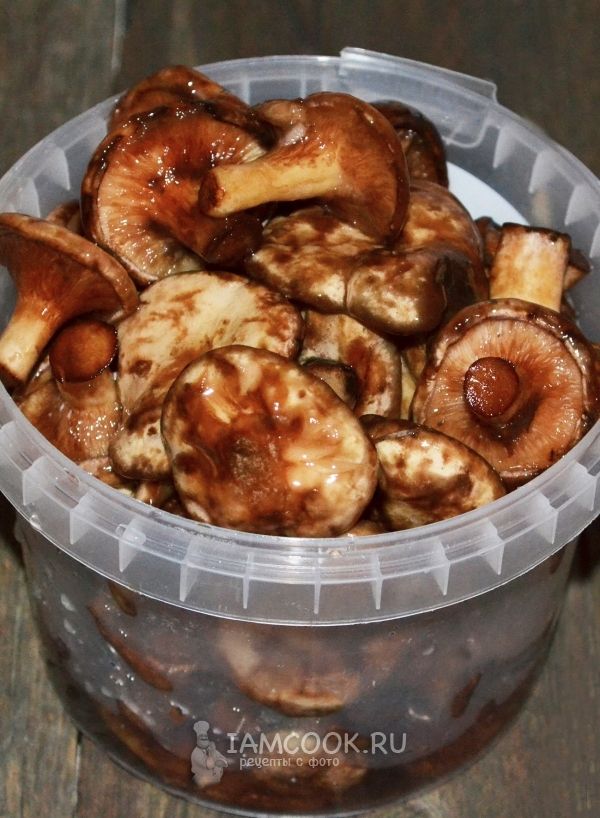 Как безопасно, правильно и вкусно солить грибы свинушки