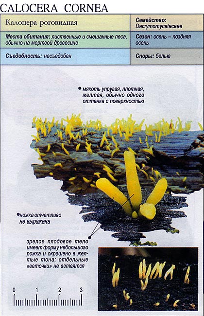 Калоцера клейкая: описание роговидного гриба calocera viscosa, свойства