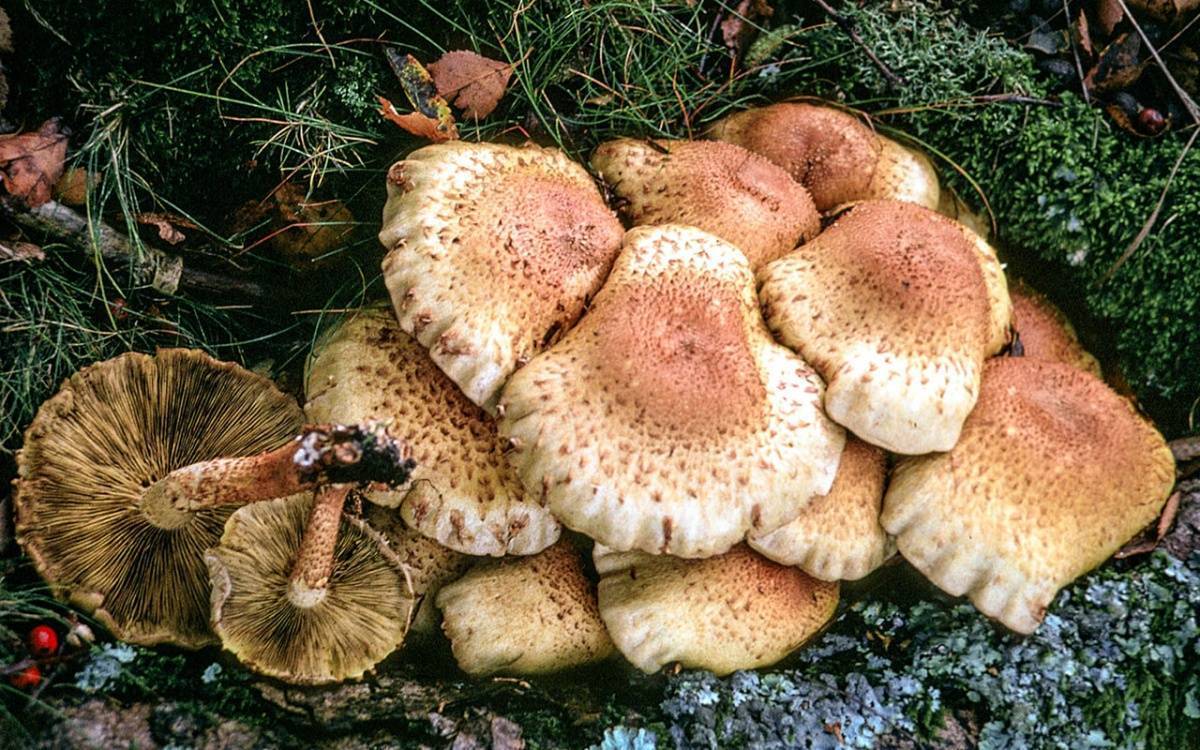 Чешуйчатка обыкновенная и ее собратья - грибы собираем