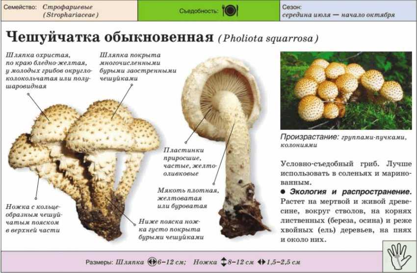 Чешуйчатка обыкновенная: описание гриба, приготовление, фото