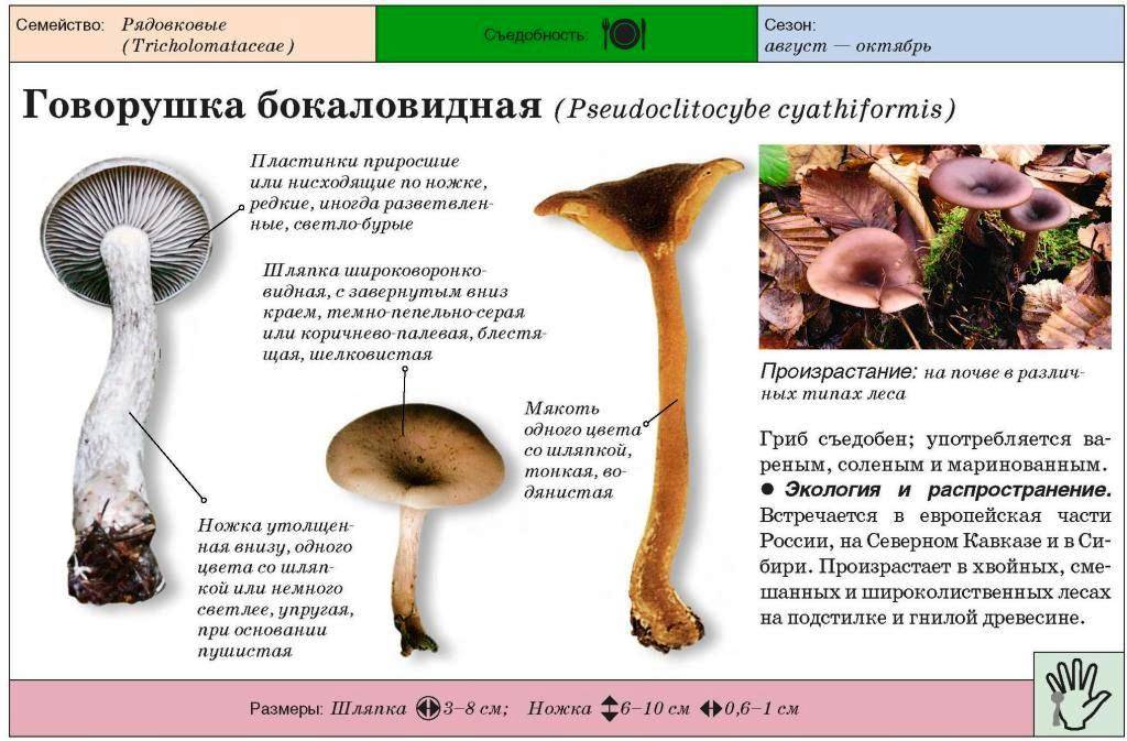 Говорушка ворончатая – розовое чудо в форме бокала - грибы собираем