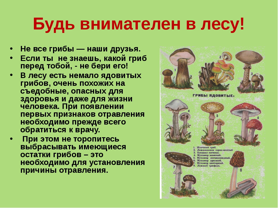 Что опасно человеку в лесу. Ядовитые грибы. Информация о ядовитых грибах. Рисунок на тему ядовитые грибы. Ядовитые грибы окружающий мир.
