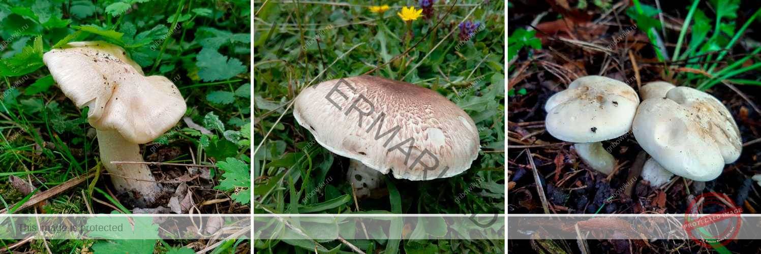 Ентолома шершавоножковая (entoloma hirtipes), опис гриба -