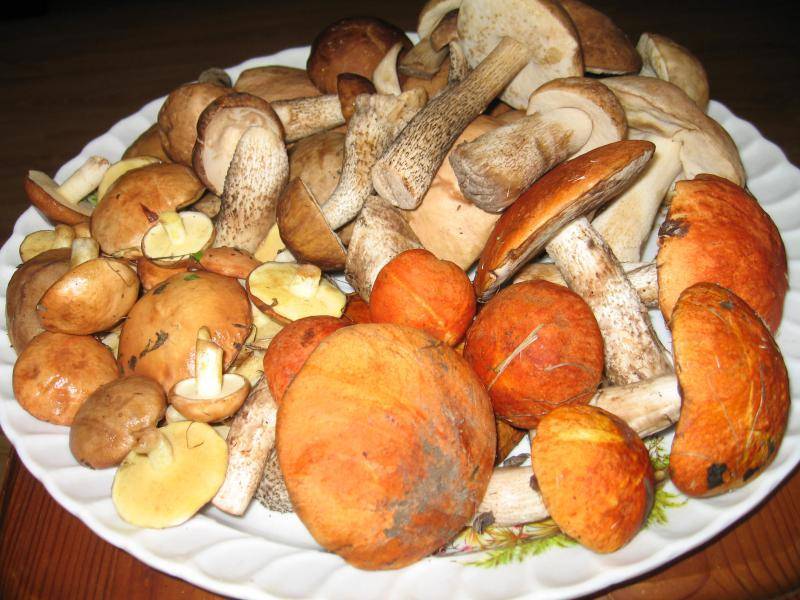 Засолка белых грибов, маслят, подберезовиков и подосиновиков