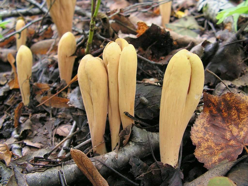 Рогатик гроздевидный — описание гриба, где растет, похожие виды, фото