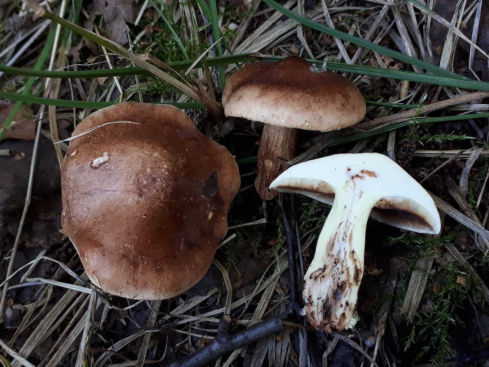 Рядовка заостренная, мышиная или полосатая (tricholoma virgatum): фото, описание и как отличить гриб