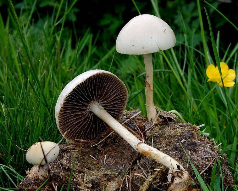 Panaeolus papilionaceus, petticoat mottlegill mushroom