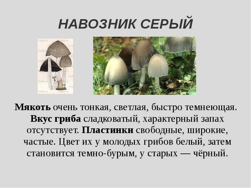 Гриб огневка (gymnopilus sapineus) или гимнопил сосновый (gymnopilus hybridus): фото и описание