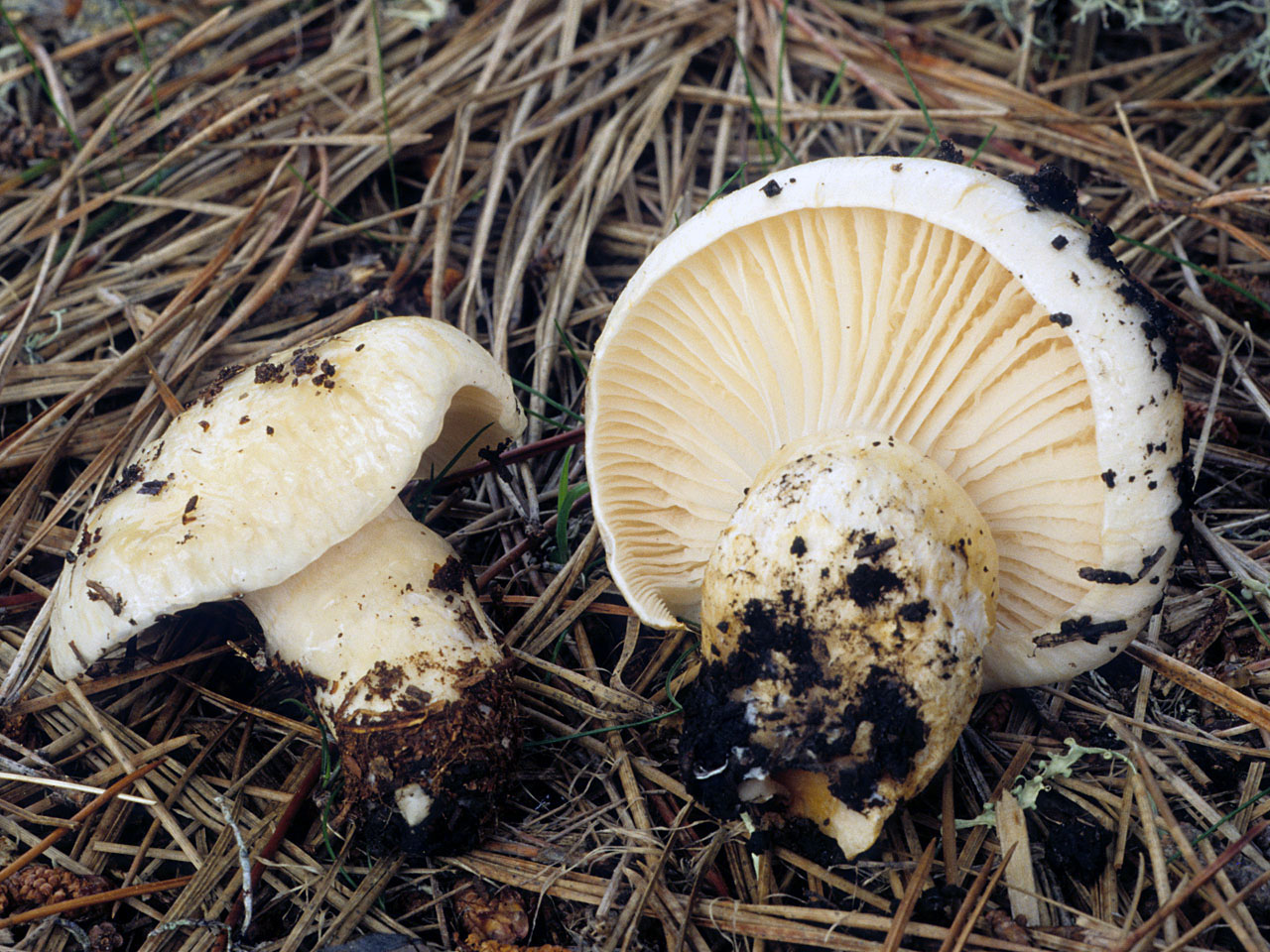Гигрофор душистый - энциклопедия грибов