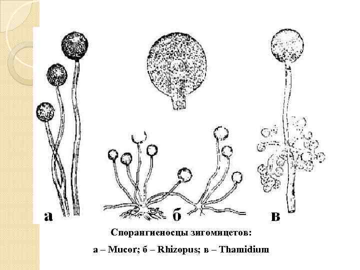 Подберёзовик розовеющий, березовик окисляющийся или пёстрый (leccinum roseafractum или leccinum oxydabile): фото и описание и как готовить гриб