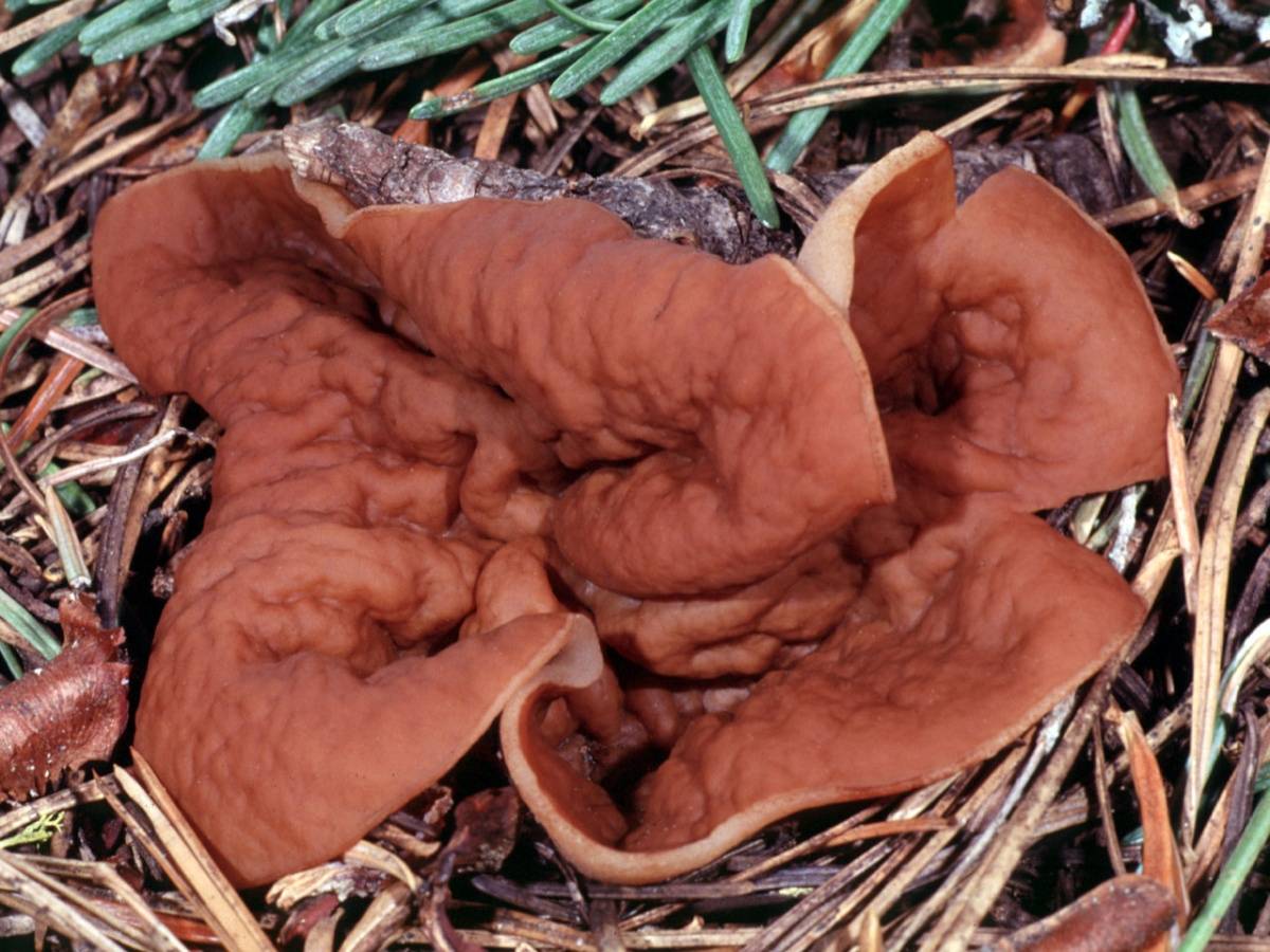 Блюдцевик жилковатый (disciotis venosa) – грибы сибири
