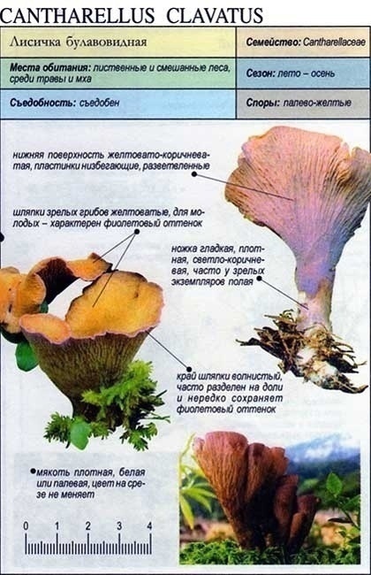 Необычный гриб серая лисичка