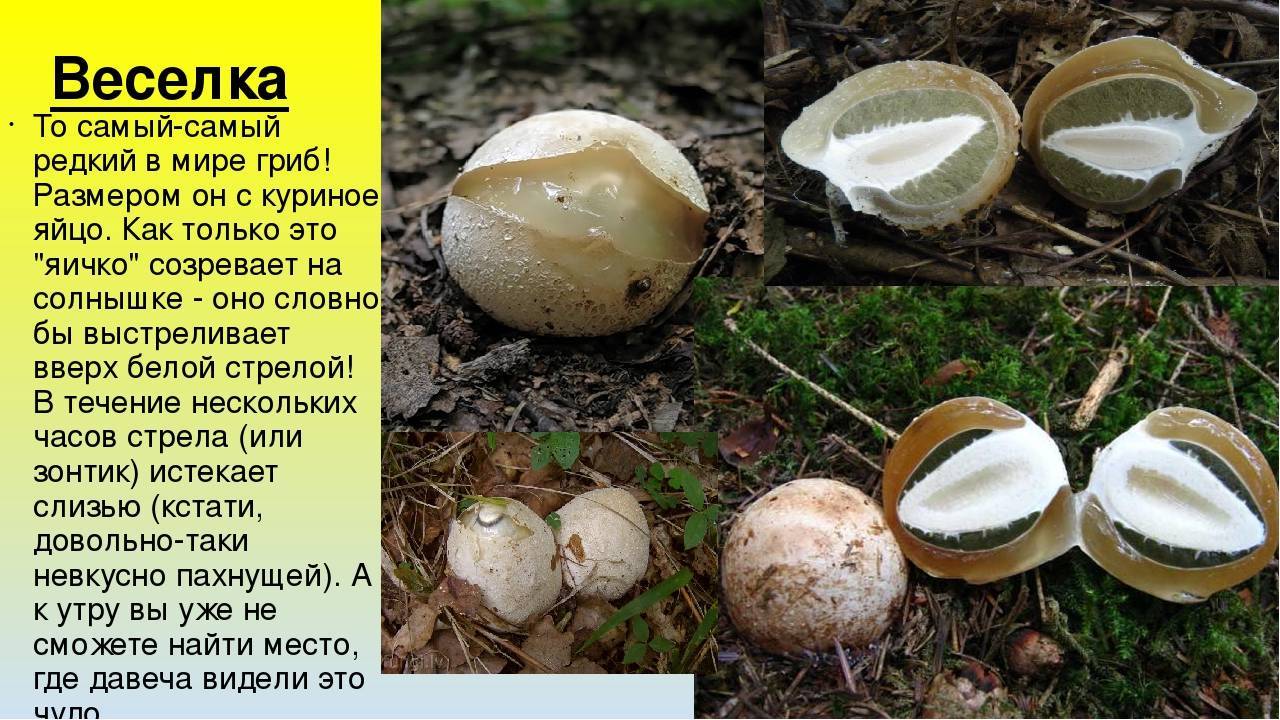 Саркосцифа алая — описание гриба, где растет, похожие виды, фото