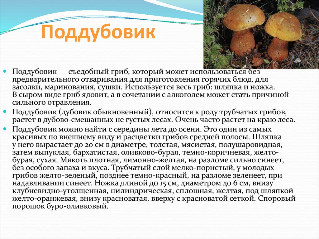 Энциклопедия съедобных грибов (стр. 1)