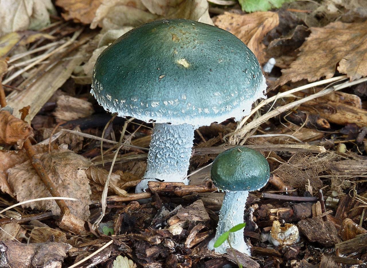 Строфария сине-зеленая или тройшлинг ярь медянковый (stropharia aeruginosa): фото, описание, употребление и интересные факты о грибе