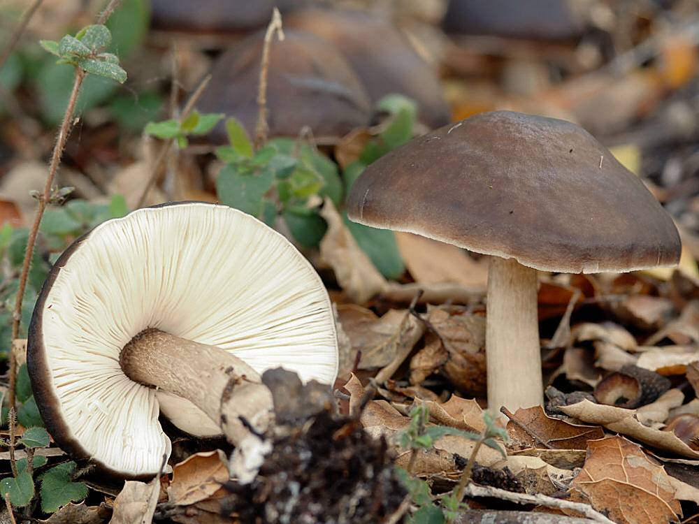Плютей золотистожилковый (pluteus chrysophlebius) – грибы сибири