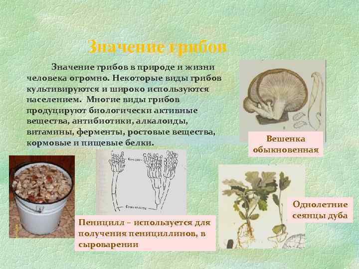 Значение грибов в жизни человека