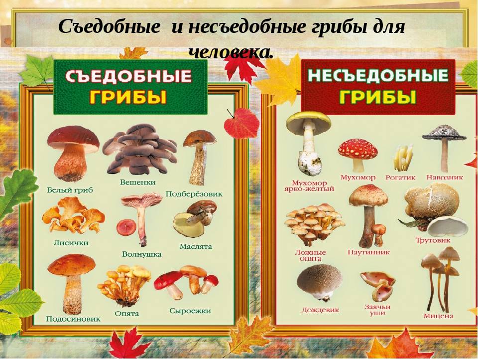 Список грибов, занесенных в красную книгу россии их фото и описание