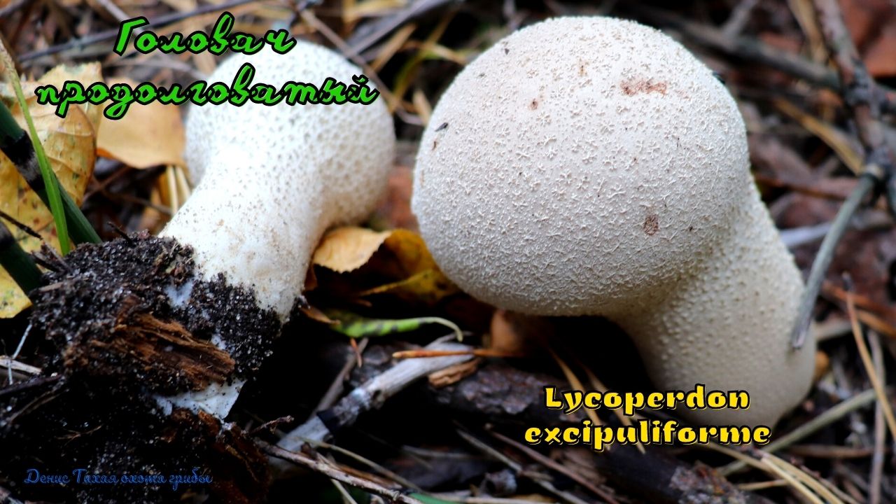 Головач гигантский - описание, где растет, ядовитость гриба