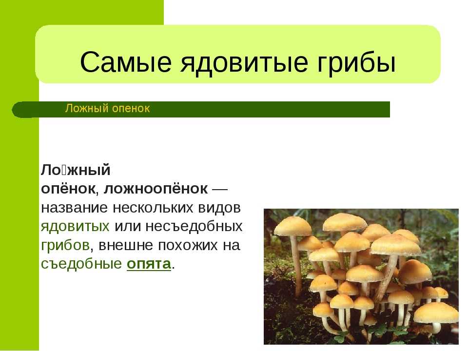 Ложноопенок серно-желтый (ложный серно-желтый опенок, hypholoma fasciculare): как выглядят грибы, где и как растут, съедобны или нет