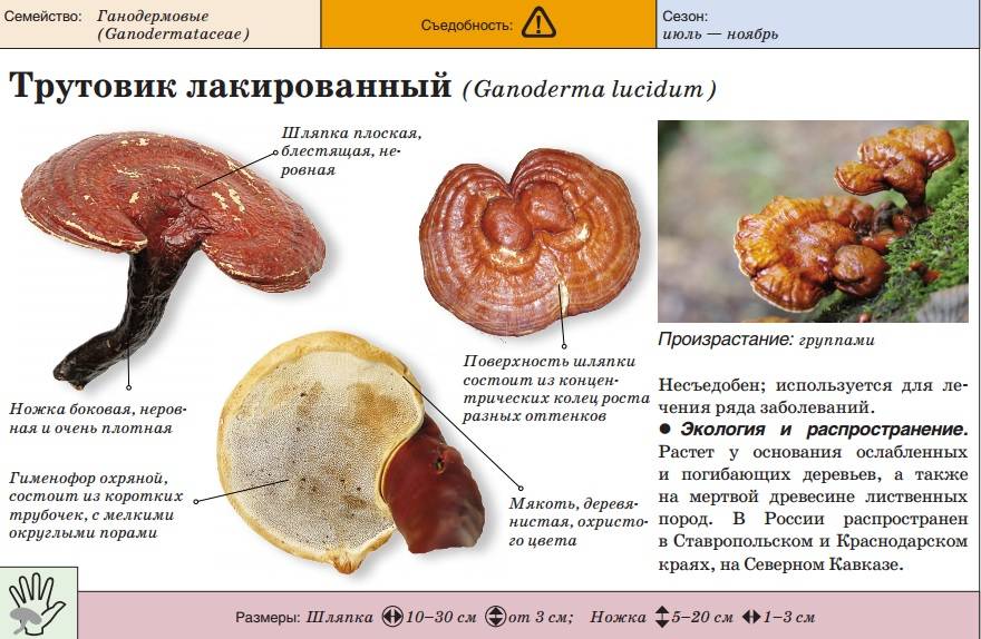Трюфель летний (tuber aestivum) или русский черный: фото, описание, применение в косметике и как готовить гриб