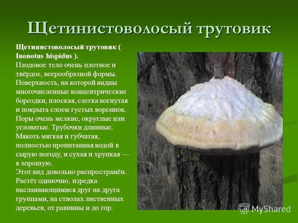 Гриб трутовик (42 фото): как приготовить съедобный, чешуйчатый, желтый, другие виды, как предупредить заражение деревьев