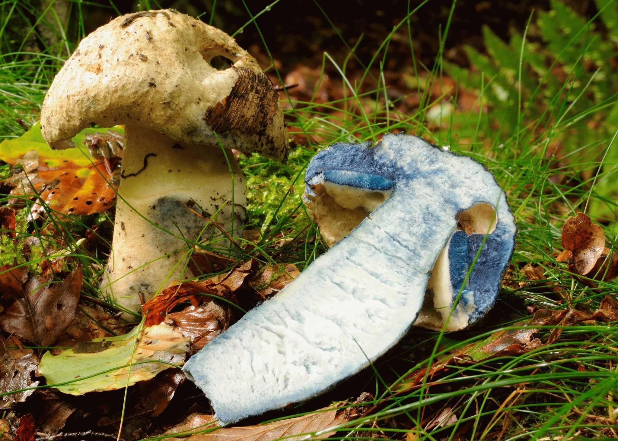 Синяк - описание, где растет, ядовитость гриба