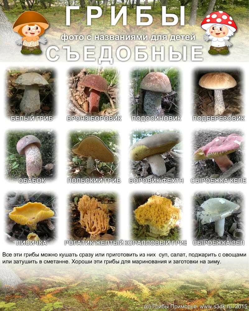Польза грибов и пищевая ценность грибов - витамины и минералы