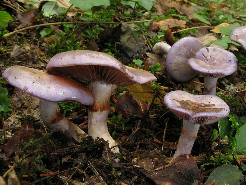 Паутинник гриб, фото, описание гриба - фермер без хлопот