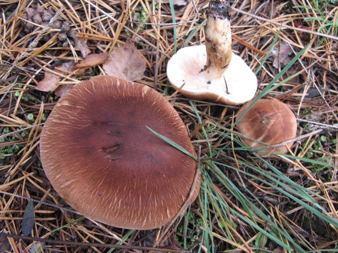 Ядовитая заостренная или полосатая (тricholoma virgatum): фото и как отличить от съедобных грибов