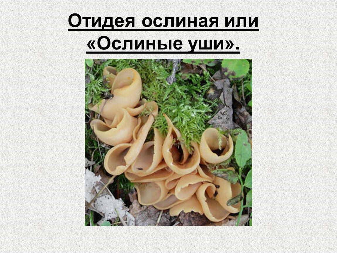 Ослиное ухо (отидея ослиная) (otidea onotica) фото и описание
