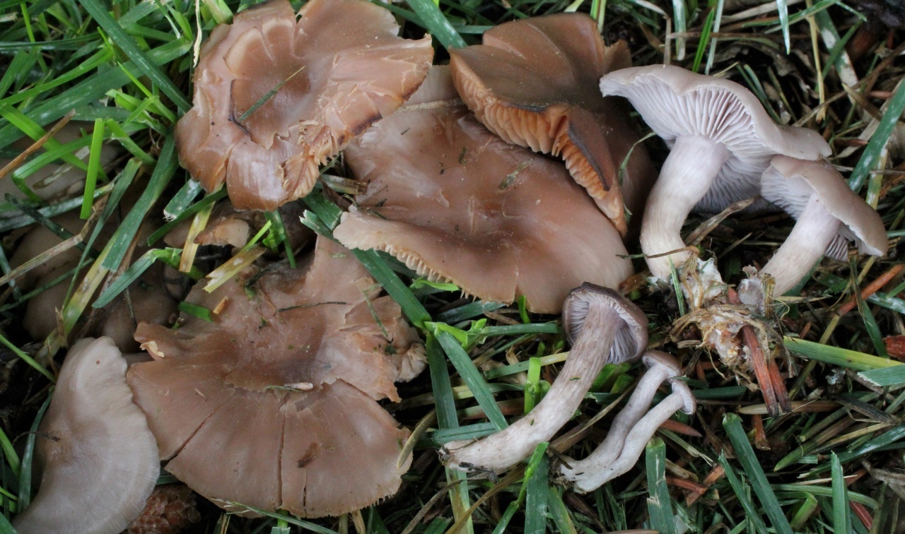 Рядовка сорная: особенности произрастания и характерные отличия - грибы собираем