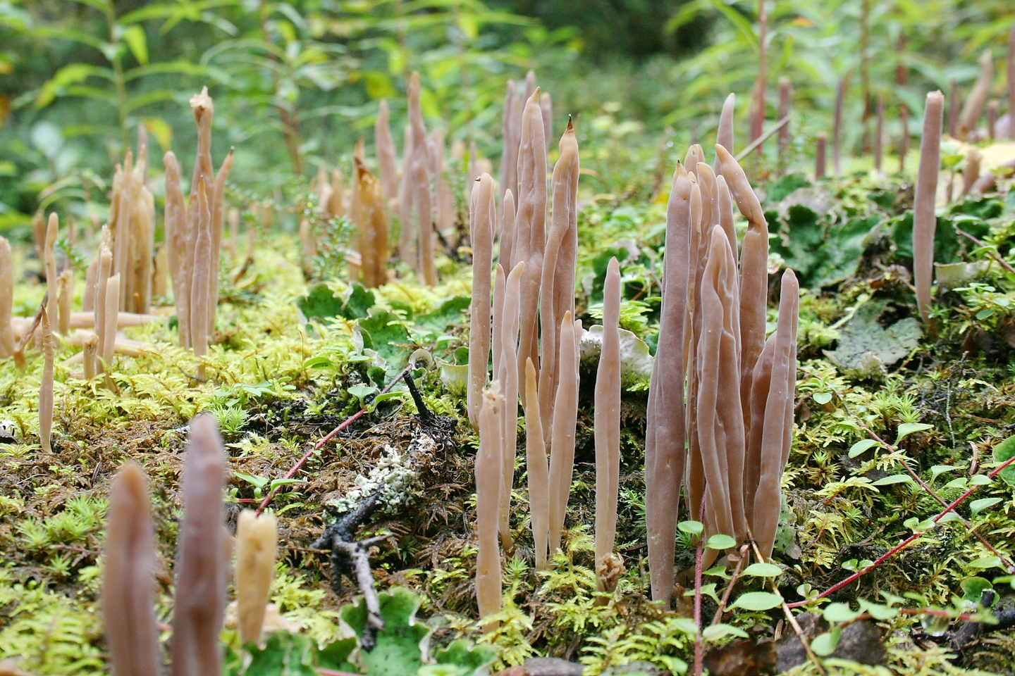 Галерина лентовидная (galerina vittiformis) – описание, где растет, фото гриба