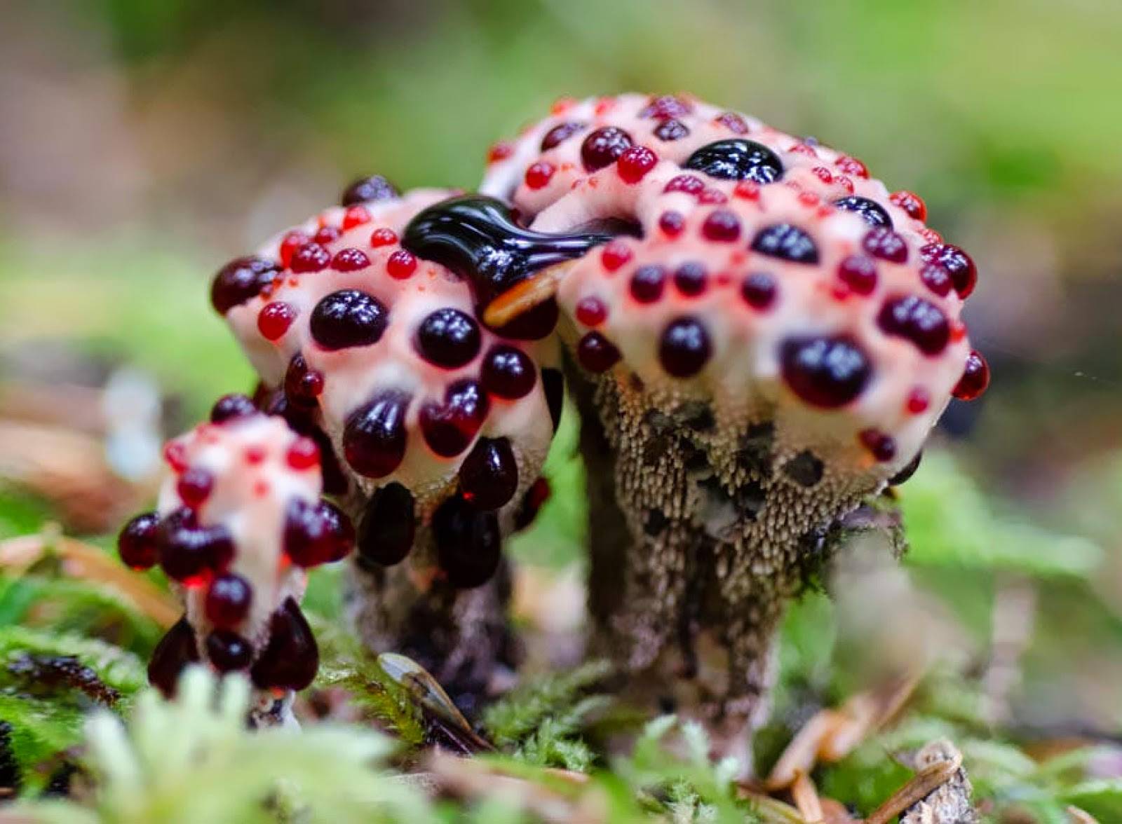 Самые удивительные и необычные грибы мира