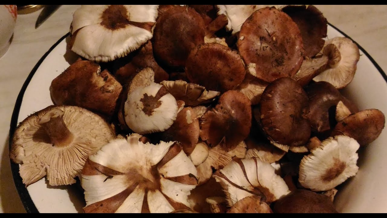Как убрать горечь из грибов при термической обработке?
