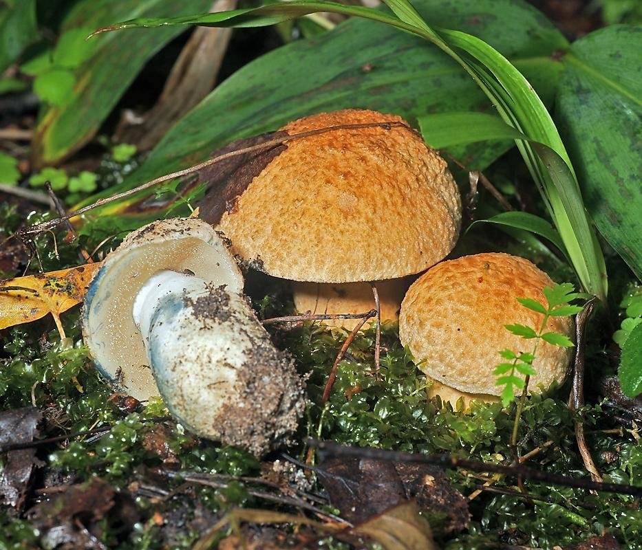 Как выглядит гриб синяк, съедобный или нет, фото и описание процесса готовки