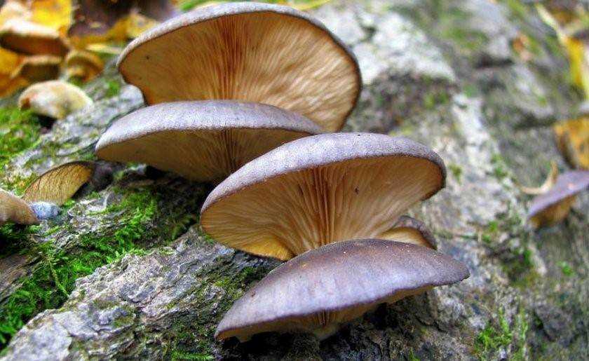 Где и как растут грибы вешенки в лесу