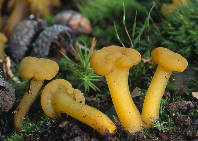 Лопастник упругий — описание гриба, где растет, похожие виды, фото