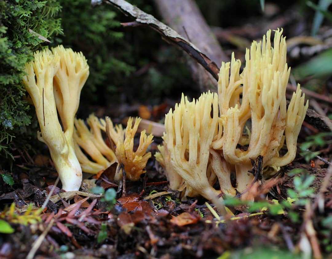 Рогатик красивый – гриб, напоминающий ветвящийся куст